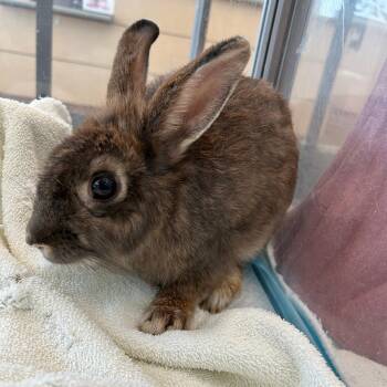 Hershey Kiss -  Bunny Rabbit Rabbit for Adoption in Lindon, Utah - Hershey Kiss | PetCurious
