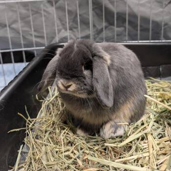 Ollie Pop -  Holland Lop Rabbit for Adoption in Portland, Oregon - Ollie Pop | PetCurious