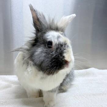 Bruno -  Lionhead and Harlequin Rabbit Available for Adoption in Providence, Rhode Island - Bruno | PetCurious