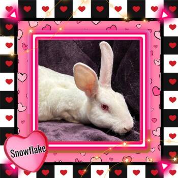 Mini Rex Rabbits Available for Adoption - Snowflake | PetCurious
