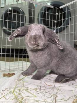 Our Good Boy Max` -  New Zealand Rabbit for Adoption in Pflugerville, Texas - Our Good Boy Max` | PetCurious