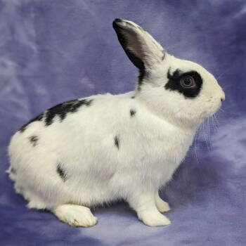 Rescue English Spot Rabbits for Adoption in Antioch, California - Randall | PetCurious