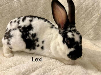 Rescue Bunny Rabbit Rabbits for Adoption in Southaven, Mississippi - Lexi | PetCurious