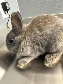 Bunny Rabbit Rabbits Available for Adoption - MOLASIE | PetCurious