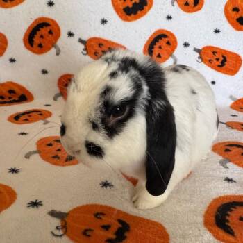 Houdini -  Mini Lop Rabbit for Adoption in Brea, California - Houdini | PetCurious