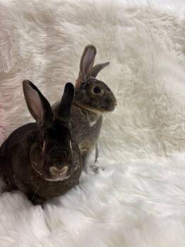 Nicholas & Alexandria -  Rex Rabbit for Adoption in Montclair, California - Nicholas & Alexandria | PetCurious