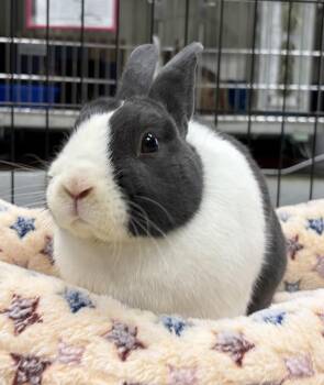 Franknfurter -  Dutch and American Rabbit for Adoption in Oakland, California - Franknfurter | PetCurious