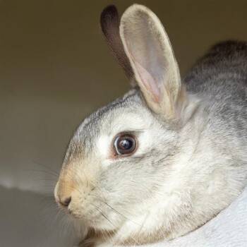 Chinchilla Rabbits Available for Adoption - CHOWDER | PetCurious