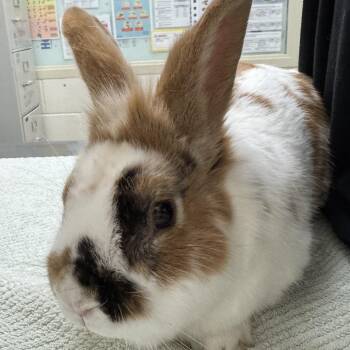 Sugar -  English Spot Rabbit for Adoption in Murray, Utah - Sugar | PetCurious