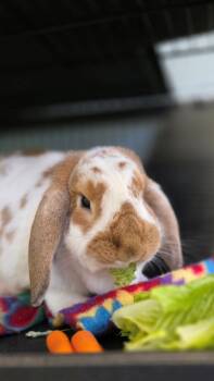Rescue Lop Eared Rabbits for Adoption in Smithtown, New York - Daisy | PetCurious