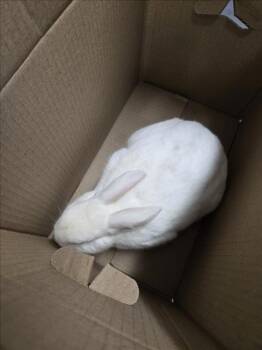 Bunny Rabbit Rabbits Available for Adoption in Derwood, Maryland - BUGS | PetCurious