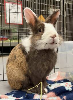 Boggle -  American Rabbit for Adoption in Oakland, California - Boggle | PetCurious