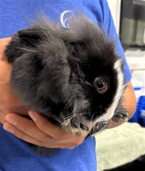 Bunny Rabbit Rabbits Available for Adoption in Camarillo, California - A879358 | PetCurious