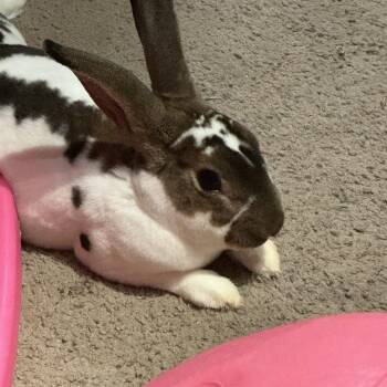 Jerry (c) -  Mini Rex Rabbit for Adoption in Columbia, Maryland - Jerry (c) | PetCurious