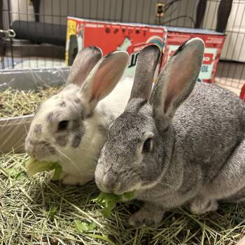 New Zealand Rabbits Available for Adoption - Walter And Ruth - Exceptionally Sweet Bonded Pair | PetCurious
