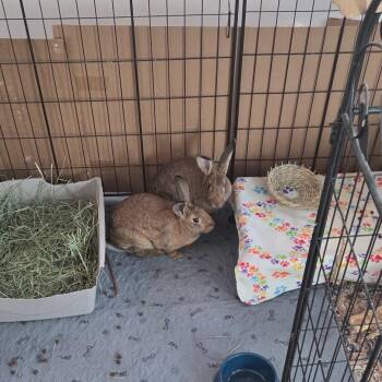 Rescue American Rabbits for Adoption in Brighton, Colorado - Lily & Clover | PetCurious
