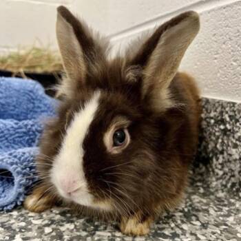 Fozzie -  Lionhead and Bunny Rabbit Rabbit for Adoption in Baltimore, Maryland - Fozzie | PetCurious