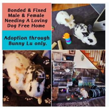 Rescue Lionhead Rabbits for Adoption in Waynesboro, Virginia - *Machi And Pierre | PetCurious