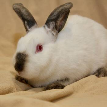 Rescue American Rabbits for Adoption in Allentown, Pennsylvania - Leche | PetCurious