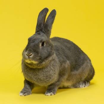 Rescue American Rabbits for Adoption in Richmond, California - Maru | PetCurious