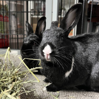 Rescue Havana Rabbits for Adoption in Houston, Texas - Barnaby And Betty | PetCurious
