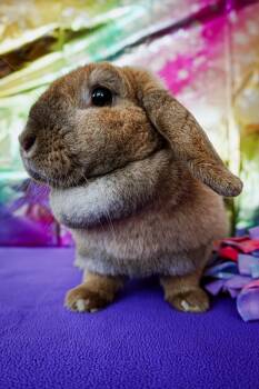Lop Eared Rabbits Available for Adoption in Long Beach, California - Cindy Lopper | PetCurious