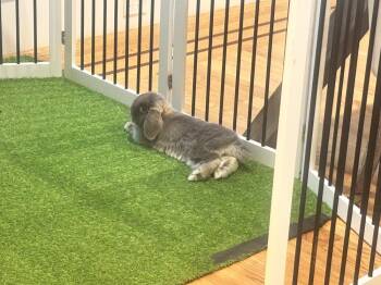 Chip -  Holland Lop Rabbit for Adoption in Westford, Massachusetts - Chip | PetCurious