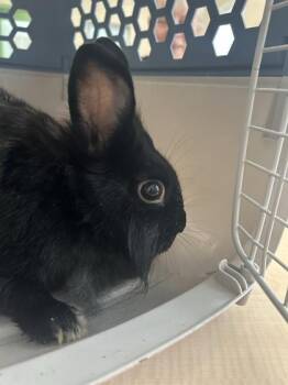 Kendel -  American and Bunny Rabbit Rabbit for Adoption in Largo, Florida - Kendel | PetCurious