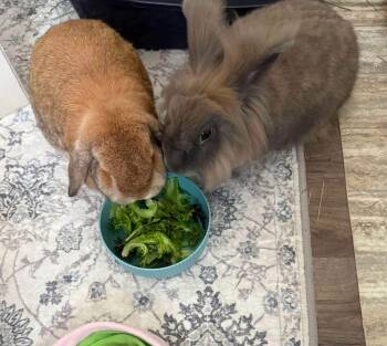 Cactus and Petal -  Holland Lop Rabbit for Adoption in Saint Charles, Missouri - Cactus And Petal | PetCurious