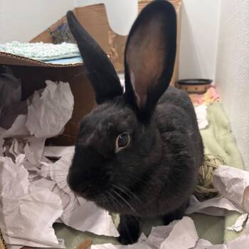 Oprah Bunfrey -  Bunny Rabbit Rabbit Available for Adoption in Puslinch, Ontario - Oprah Bunfrey | PetCurious