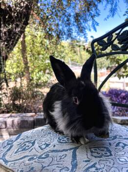 Rescue Lionhead Rabbits for Adoption in Los Angeles, California - Snap | PetCurious
