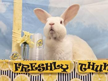 Merlin -  Rex Rabbit for Adoption in Westford, Massachusetts - Merlin | PetCurious