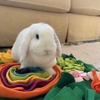 Lop Eared Rabbits Available for Adoption in Woodfin, North Carolina - Snowball | PetCurious