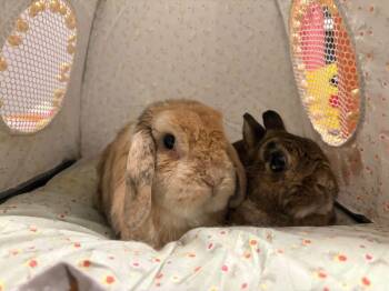 Matthew and Jane -  Dwarf Rabbit for Adoption in Saint Charles, Missouri - Matthew And Jane | PetCurious