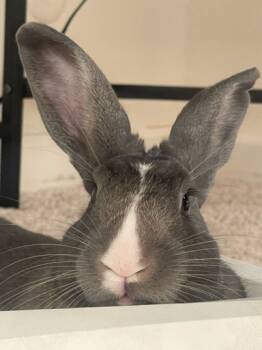 Rescue Dutch Rabbits for Adoption in Santa Cruz, California - Mylo | PetCurious