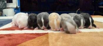 Dutch Rabbits Available for Adoption in Santa Cruz, California - Mollie Fka Kiri | PetCurious