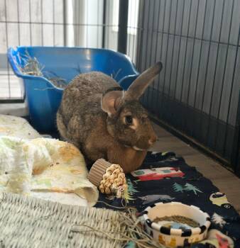 Rescue Flemish Giant Rabbits for Adoption in Northampton, Massachusetts - Hilda | PetCurious