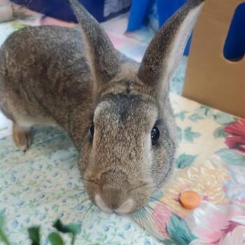 Rescue Rex Rabbits for Adoption in Barnstable, Massachusetts - JOAN | PetCurious