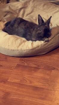 Rescue American Rabbits for Adoption in Gig Harbor, Washington - Benny | PetCurious