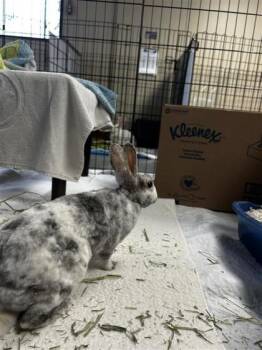 Chase -  Bunny Rabbit Rabbit for Adoption in Montreal, Quebec - Chase | PetCurious