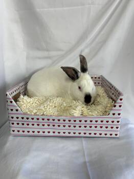 Californian Rabbits Available for Adoption - Cosmo | PetCurious