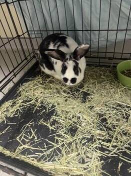 Basil -  Rex Rabbit for Adoption - Basil | PetCurious