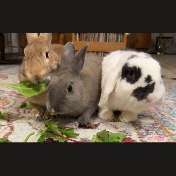 Rescue Bunny Rabbit and Holland Lop Rabbits for Adoption in Los Angeles, California - Toast, Luna, & Jenny | PetCurious
