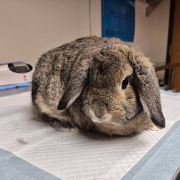 Mini Lop Rabbits Available for Adoption in Gansevoort, New York - Bugs | PetCurious