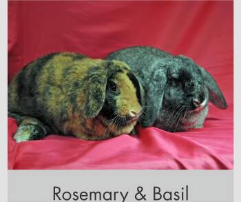 Rescue Mini Lop Rabbits for Adoption in Erie, Colorado - Rosemary Bonded With Basil | PetCurious