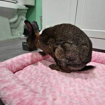 Nigel -  American Rabbit for Adoption in The Woodlands, Texas - Nigel | PetCurious