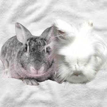 New Zealand and English Lop Rabbits Available for Adoption in Michigan City, Indiana - Spice | PetCurious