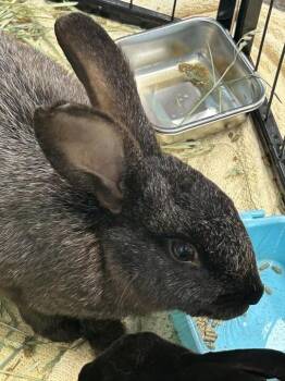 Kristoff -  American Rabbit for Adoption in Elyria, Ohio - Kristoff | PetCurious