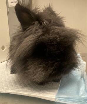 CHESTER -  Angora Rabbit Rabbit for Adoption in Ontario, California - CHESTER | PetCurious