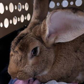Toast -  Flemish Giant Rabbit for Adoption in Des Moines, Iowa - Toast | PetCurious